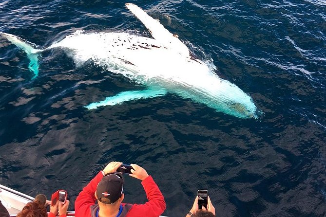 Whale & Dolphin Watching Cruise in Puerto Vallarta All Inclusive - Whale watching from Puerto Vallarta: what this cruise is really like