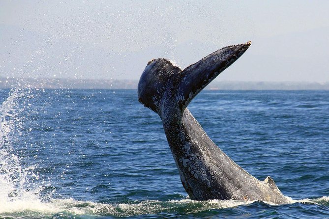 Whale & Dolphin Watching Cruise in Puerto Vallarta All Inclusive - Timing at sea: breakfast starts, but your day may run longer