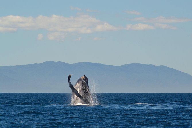 Whale & Dolphin Watching Cruise in Puerto Vallarta All Inclusive - On the water: humpbacks, dolphins, and how the crew actually finds them