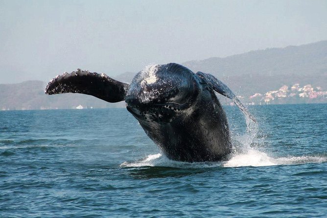 Whale & Dolphin Watching Cruise in Puerto Vallarta All Inclusive - Food and drinks: all-inclusive style, but not all portions match the listing