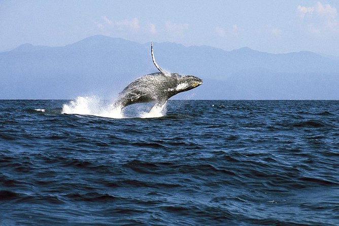 Whale & Dolphin Watching Cruise in Puerto Vallarta All Inclusive - Crew and marine biologist: what you’ll learn while you’re scanning the water