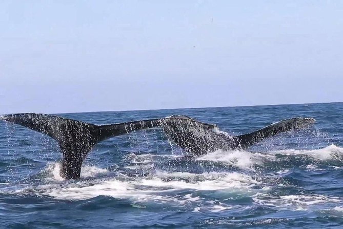 Whale & Dolphin Watching Cruise in Puerto Vallarta All Inclusive - Rough water reality: the one thing you should plan for