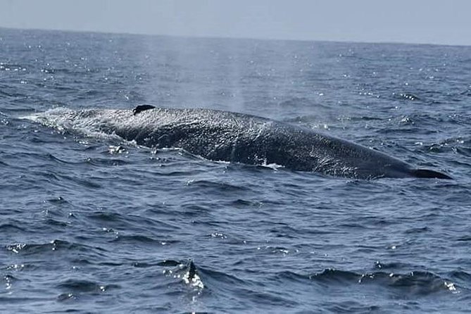 Whale & Dolphin Watching Day Tour including Handunugoda Teafactory - Galle Dutch Fort: a 45-minute history hit without the full marathon
