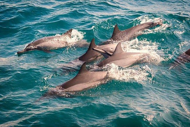 Whale & Dolphin Watching Day Tour including Handunugoda Teafactory - From Bentota to Mirissa: private ride, WiFi comfort, and bottled water