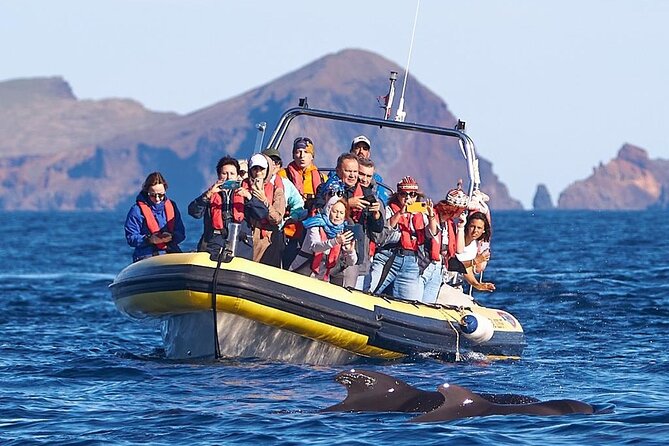 Whale & Dolphin Watching in Madeira - Whale Watching in Madeira From Caniçal: What the 2-Hour Experience Adds Up To