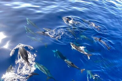 Whale & Dolphin Watching in Madeira - Getting Onboard Madeira Sea Emotions: Meet Point, Time, and What to Bring