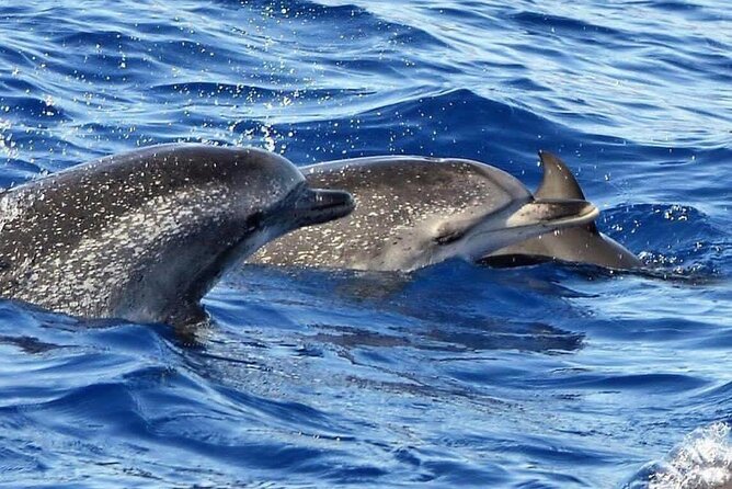 Whale & Dolphin Watching in Madeira - The Guides and the Onboard Vibe: Names Matter Here