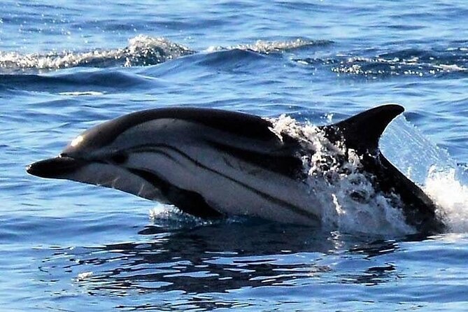 Whale & Dolphin Watching in Madeira - Value and Pricing: Is $59.89 a Good Deal?