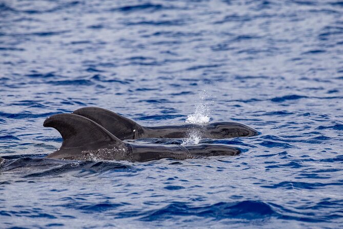 Whale & Dolphin Watching in Madeira - How to Plan Around Weather and Seas