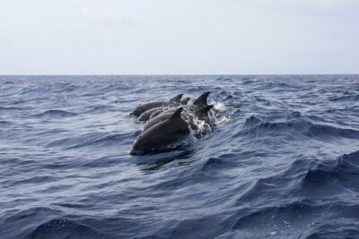 Whale & Dolphin Watching in Tenerife (Puerto Colon) On a Large Catamaran - Open bar and food: good value, even if sightings are slow