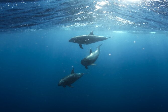 Whale & Dolphin Watching in Tenerife (Puerto Colon) On a Large Catamaran - Price and what you’re really paying for ($54.29)