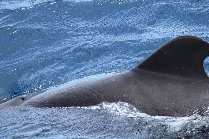 Whale & Dolphin Watching in Tenerife (Puerto Colon) On a Large Catamaran - Meeting point in Playa de las Américas: Av. de Colón, 11