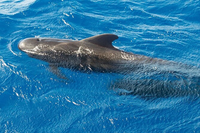 Whale & Dolphin Watching in Tenerife (Puerto Colon) On a Large Catamaran - Weather, timing, and how the day is likely to flow