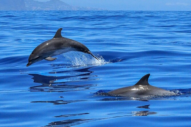 Whale & Dolphin Watching in Tenerife (Puerto Colon) On a Large Catamaran - Who should book this catamaran whale-and-dolphin trip?
