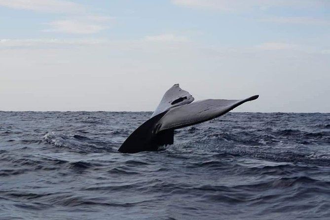 Whale & Dolphin Watching Tour in Trincomalee | Scenic Boat Ride - Key points before you go