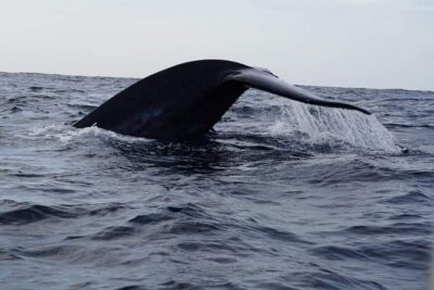 Whale & Dolphin Watching Tour in Trincomalee | Scenic Boat Ride - What you’re actually looking for: blue whales, sperm whales, and spinner dolphins