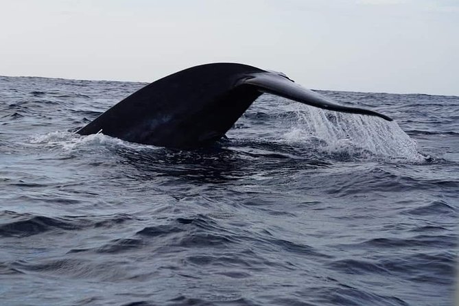Whale & Dolphin Watching Tour in Trincomalee | Scenic Boat Ride - What you’re actually looking for: blue whales, sperm whales, and spinner dolphins