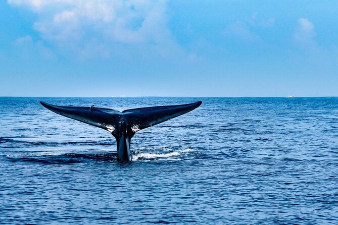 Whale & Dolphin Watching Trincomalee - Key Things I’d Bookmark Before You Go