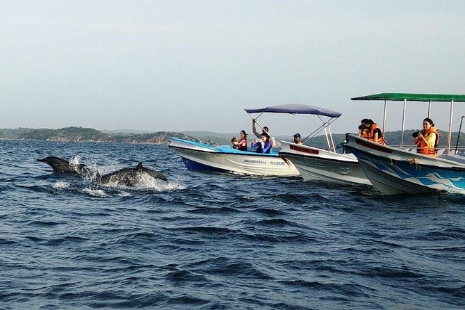 Whale & Dolphin Watching Trincomalee - Why Trincomalee Is Built for Whale and Dolphin Watching