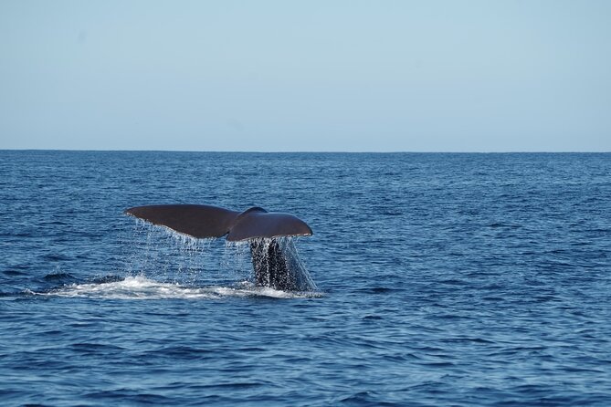 Whale & Dolphin Watching Trincomalee - What the Included Picnic Breakfast Does for Your Morning