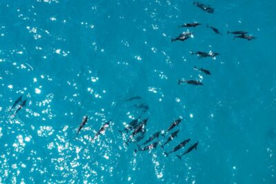 Whale & Dolphin Watching Trincomalee - The Private Boat Ride: What You’re Actually Paying For