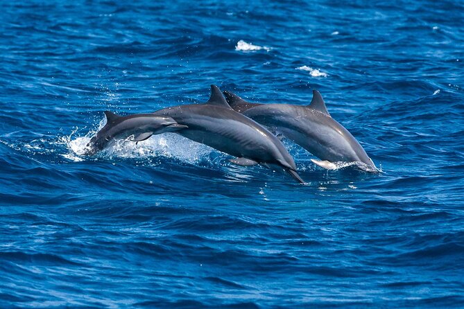 Whale & Dolphin Watching Trincomalee - The Wildlife Targets: What You Might Spot Off Trincomalee