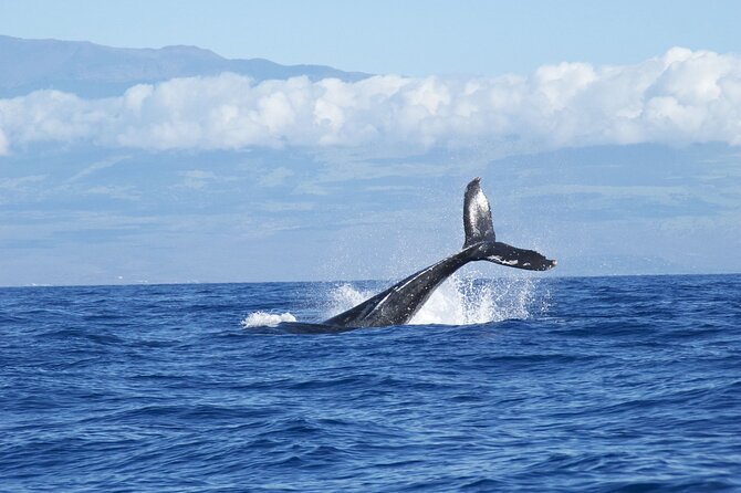 Whale & Dolphin Watching Trincomalee - Stop 1: The Excursion That Fills the 4-Hour Window