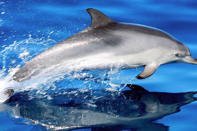 Whale & Dolphin Watching With Mustcat Virgin Coast Trip On a Large Catamaran - Key highlights that matter
