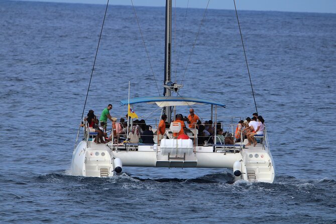 Whale & Dolphin Watching With Mustcat Virgin Coast Trip On a Large Catamaran - Why a 3-Hour Catamaran Whale Hunt Works in Tenerife