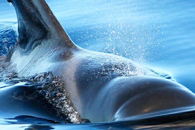 Whale & Dolphin Watching With Mustcat Virgin Coast Trip On a Large Catamaran - The Swim Stop in the Bay: What You’ll Actually Do