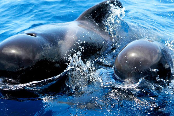 Whale & Dolphin Watching With Mustcat Virgin Coast Trip On a Large Catamaran - Whale and Dolphin Watching: What to Expect (and How to Win the Game)