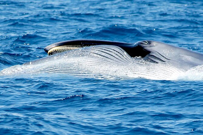 Whale & Dolphin Watching With Mustcat Virgin Coast Trip On a Large Catamaran - Who This Trip Suits Best (and Who Might Reconsider)