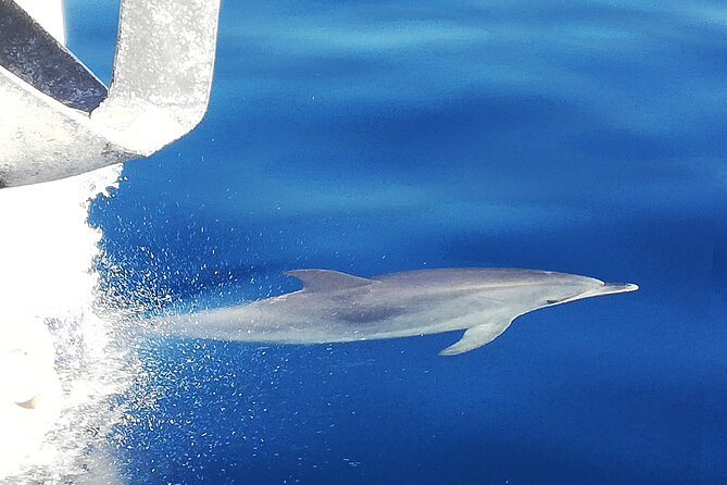 Whale & Dolphin Watching With Mustcat Virgin Coast Trip On a Large Catamaran - Open Bar and Food: The Real Value of a Sea Day