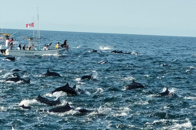 Whale & Dolphin Watching - Puerto Escondido marine viewing, kept intimate