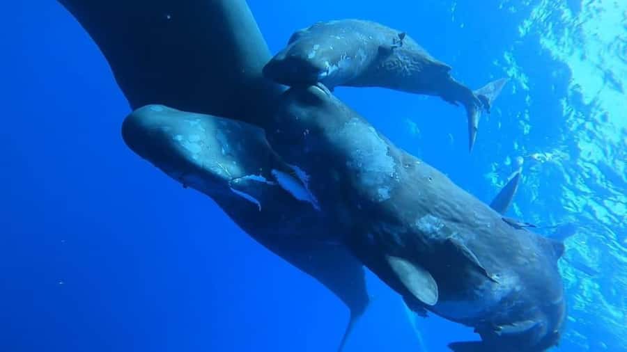 Whale & Dolphins Swimming - Private Speedboat Exclusive Tour - Key highlights at a glance