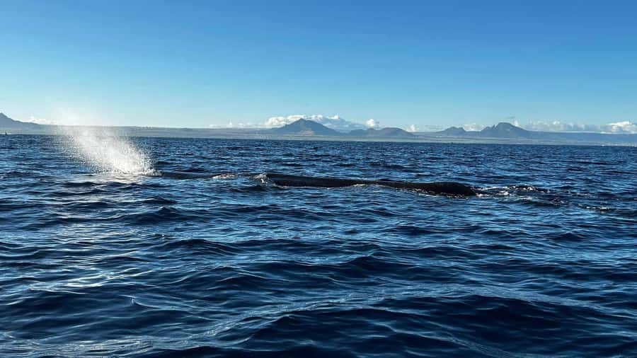 Whale & Dolphins Swimming - Private Speedboat Exclusive Tour - Private Speedboat Dolphin and Whale Swim in Mauritius: The vibe