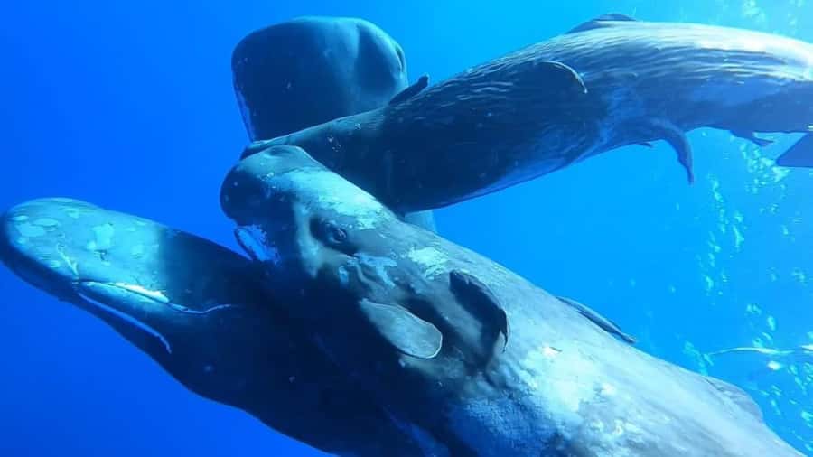 Whale & Dolphins Swimming - Private Speedboat Exclusive Tour - Swimming with whales and dolphins: what to expect (and what to ask)