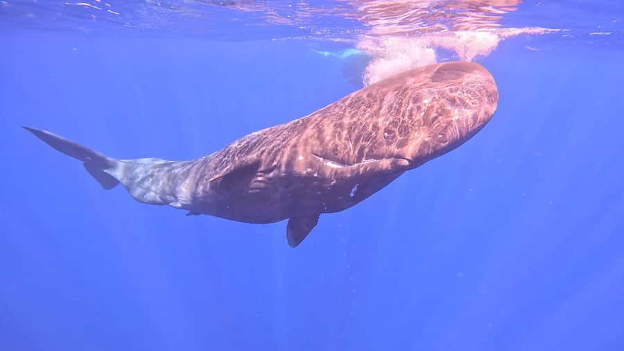 Whale & Dolphins Swimming - Private Speedboat Exclusive Tour - Gear and what you should bring for a comfort-first swim