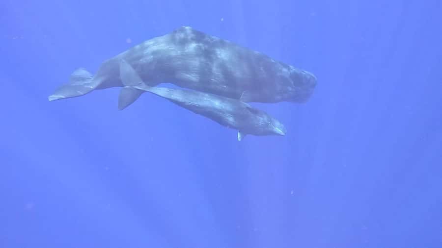 Whale & Dolphins Swimming - Private Speedboat Exclusive Tour - Price, value, and who this is actually for ($778 per group)