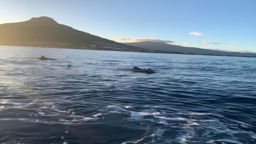 Whale & Dolphins Swimming - Private Speedboat Exclusive Tour - The 4-hour flow: breakfast, lagoon cruise, and swim time