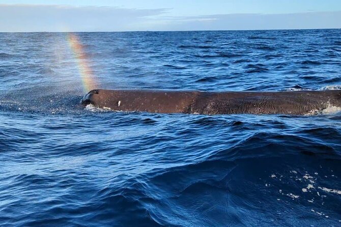 Whale Dream ltd - Whales watching and swim with dolphins - Key things I’d mark on your checklist