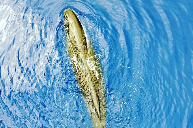 Whale Dream ltd - Whales watching and swim with dolphins - The real reason this tour starts at 6am