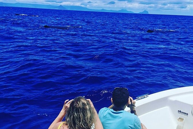 Whale Dream ltd - Whales watching and swim with dolphins - When you get there: what the boat time feels like