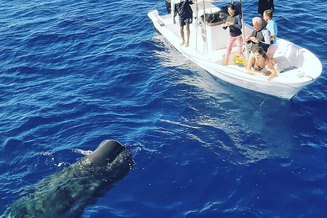 Whale Dream ltd - Whales watching and swim with dolphins - Dolphin swimming and snorkeling: the practical part that makes it fun