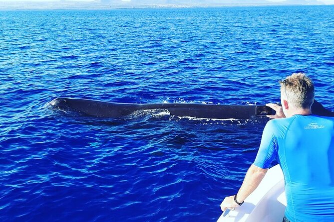Whale Dream ltd - Whales watching and swim with dolphins - Meeting point and timing: don’t let morning logistics ruin the vibe