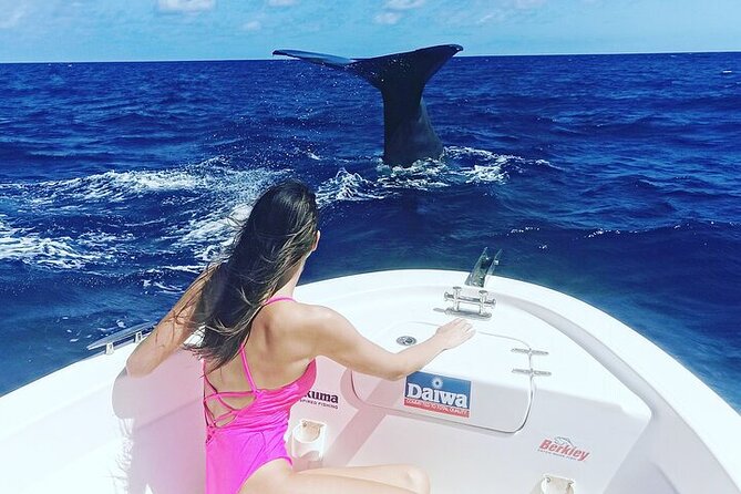 Whale Dream ltd - Whales watching and swim with dolphins - What’s included (and what you still need to bring)