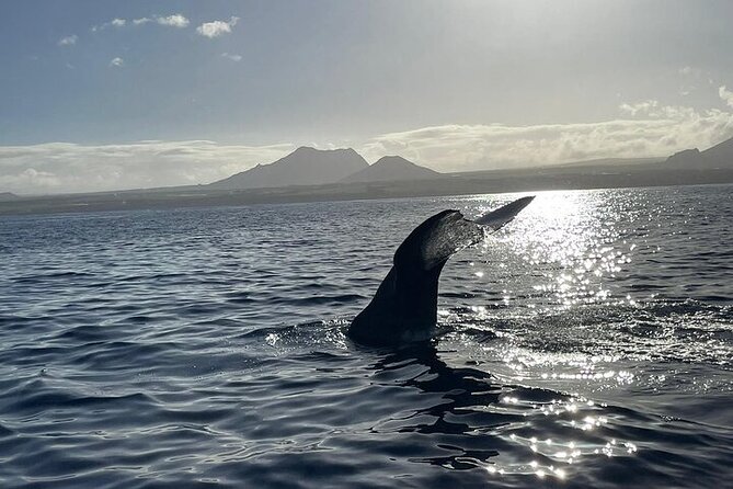 Whale Dream ltd - Whales watching and swim with dolphins - Price and value: $741.51 per group can be fair here