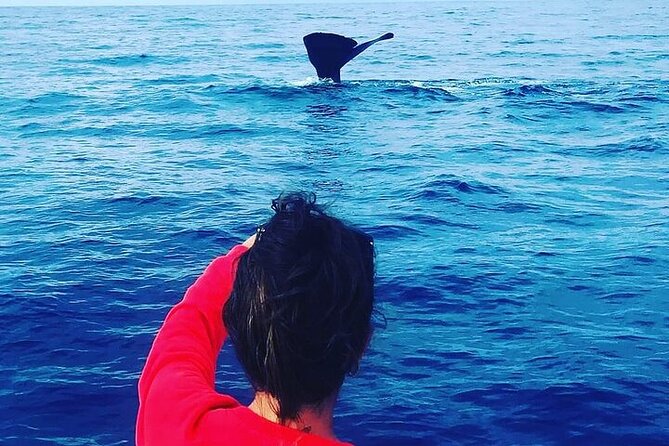 Whale Dream ltd - Whales watching and swim with dolphins - Hydrophone hunting: how whales become more than a rumor