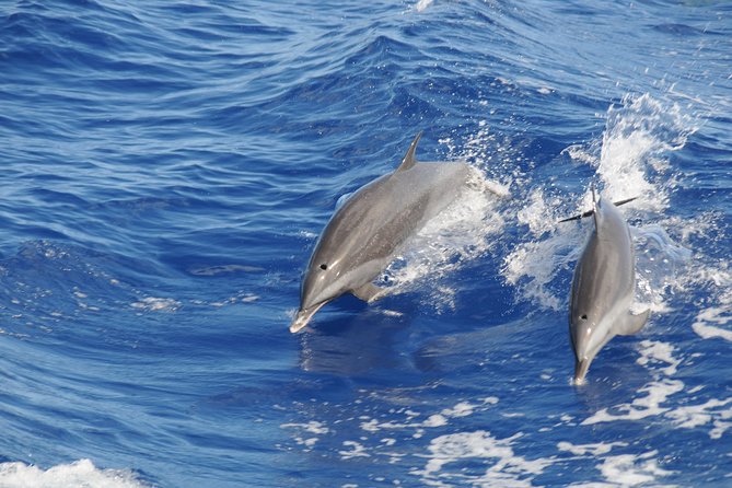Whale Watching and Dolphin Spotting Cruise - Getting Onboard at 8:00am: Pickup, Timing, and Boat-ride Reality