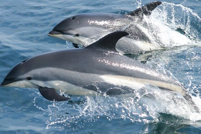 Whale Watching and Dolphin Spotting Cruise - Comfort and Photo Tips for a 3-Hour Sea Safari